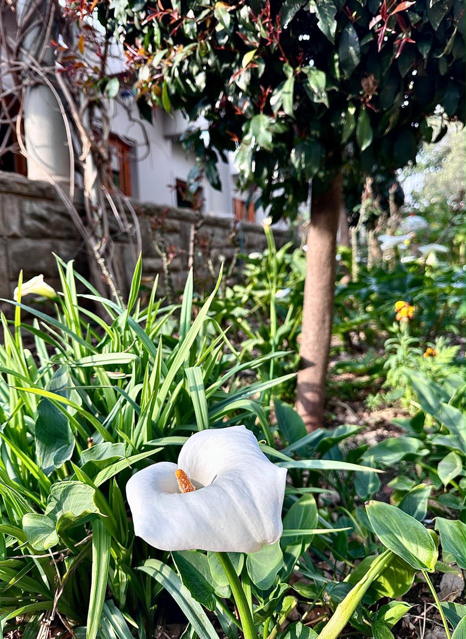 The GAYA garden, a leafy outdoor space for art and healing